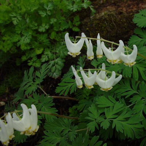 Dicentra cucullaria